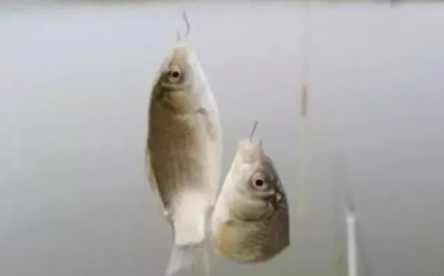 浮漂|鱼一旦不吃饵,我就只用这破解招式,千真万确,钓鱼人从不说谎