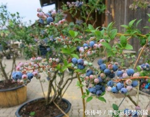 “4种水果”种阳台,好养漂亮结果多,当年就挂果,果子挂满枝!