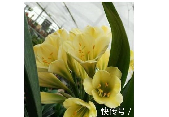 浇灌|淘米水,啤酒水靠边站,以下几种水浇花,君子兰水灵灵、花多多