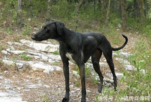 唐僧师徒|西游记有96个妖精,为啥无一只“猫妖”?专家:作者写了会没命