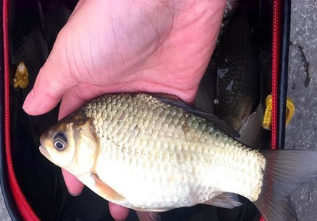 步骤|野钓千万别着急下竿,先做好这几个步骤,才能保证渔获告别空军