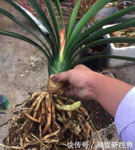 养君子兰,一个“小方法”,叶片整齐又好看,厚实油绿,长爆盆!