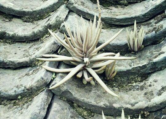 瓦松|老家房上“1种植物”，遇见必采，半年养出50株，家里养了有福气