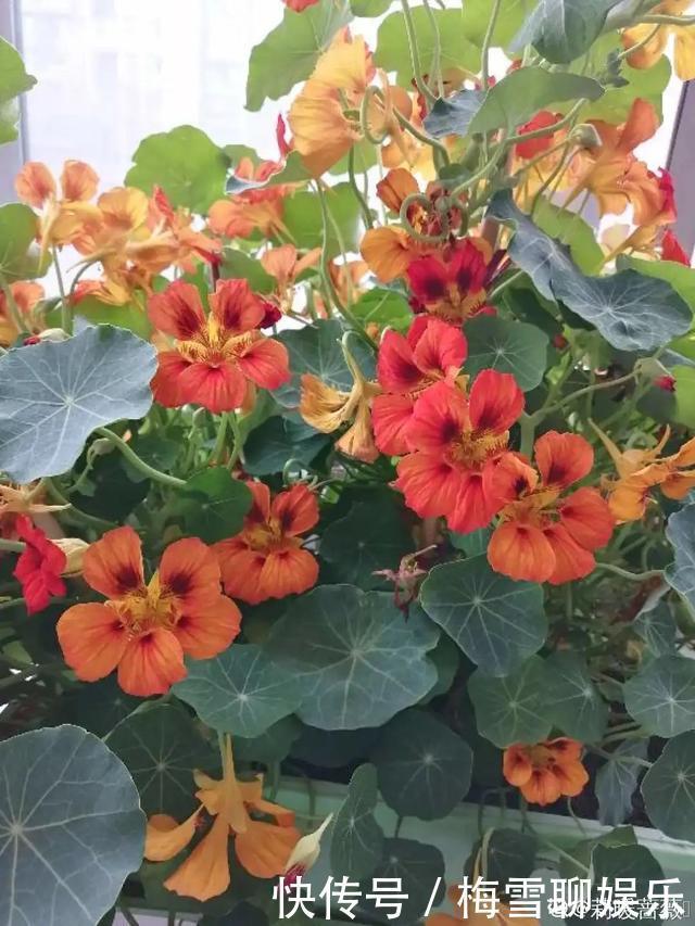 瀑布|6种花,一定要吊起来养,开花像瀑布,看着真过瘾!