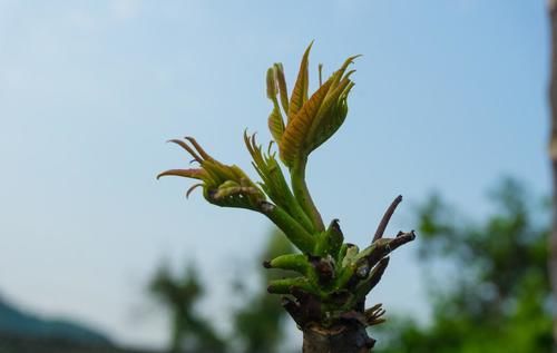 明日雨水，6样绿色蔬菜记得吃，营养鲜美，孩子大人都喜欢