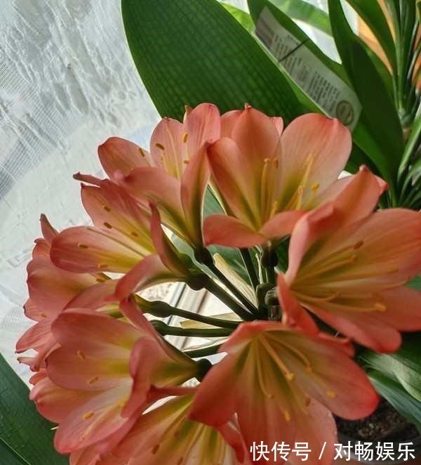 花草|这三种花再喜欢也不能夏天买,不好养难伺候,买回来就后悔