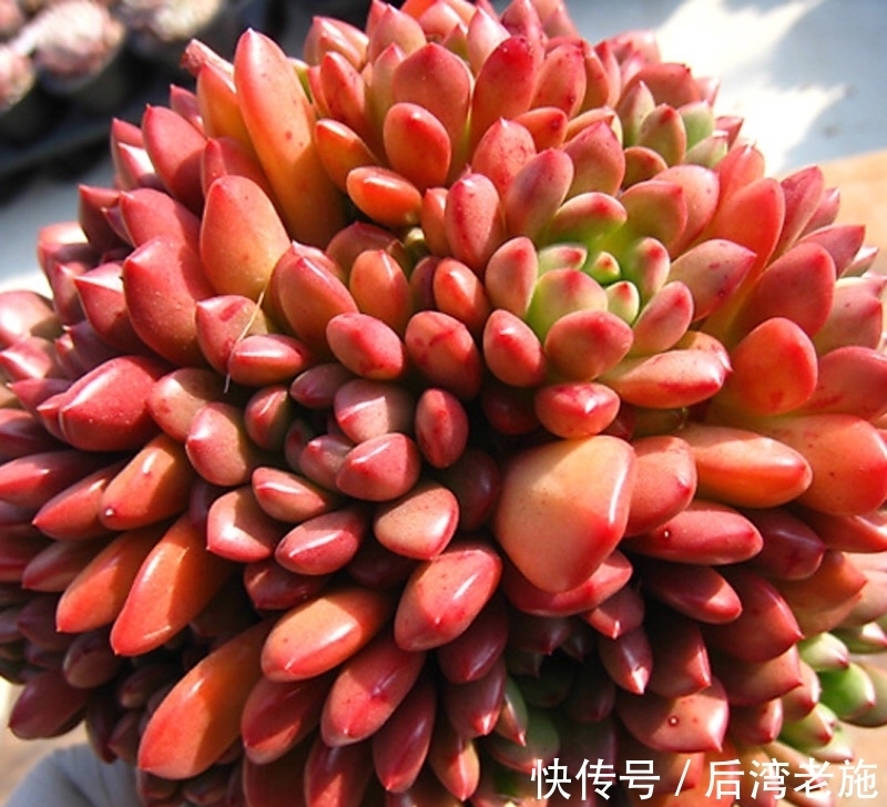 红宝石多肉,你养的对得起红宝石这个名字吗