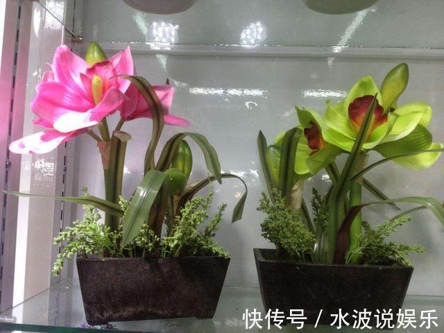 瓦块|高手养花的3个“法宝”,不烂根不黄叶,比啥土、啥肥都好