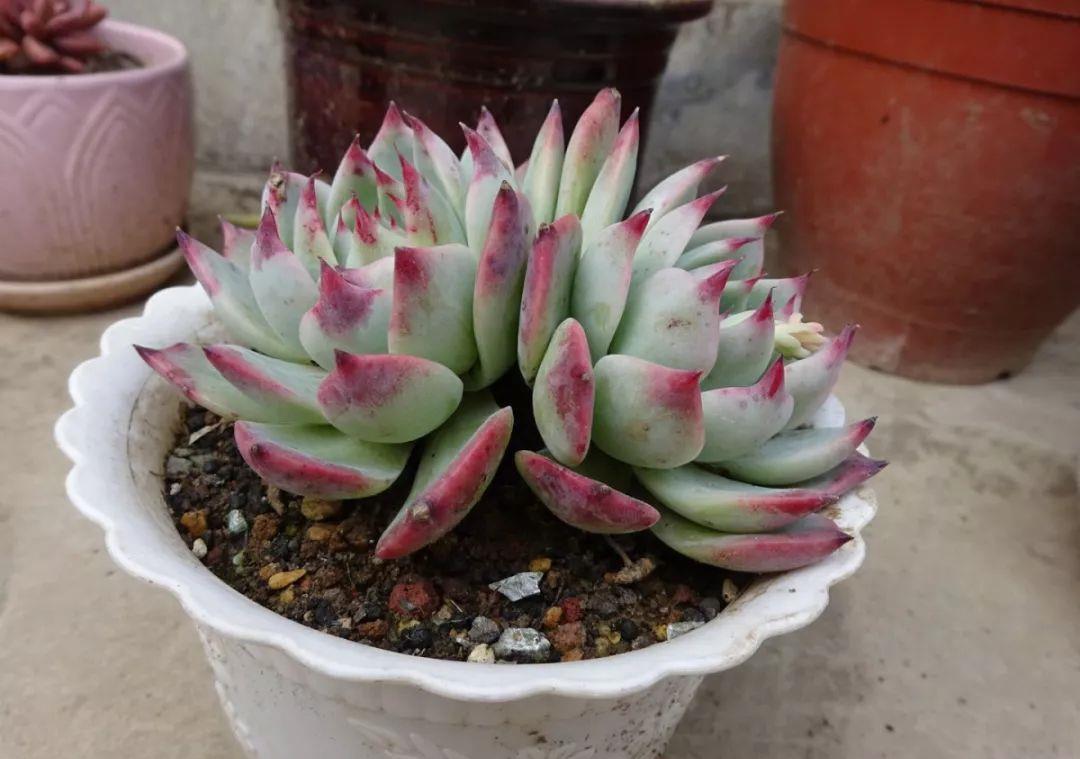 多肉盆栽:懒人必养的几种多肉,1盆轻松变10盆,越养越上瘾
