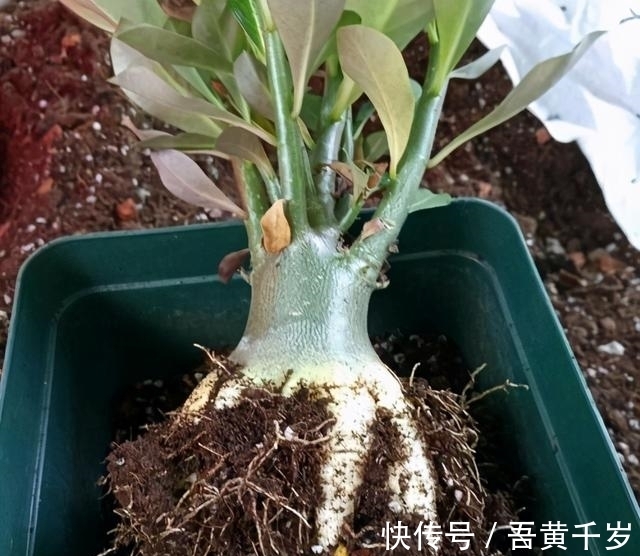 对于沙漠玫瑰,了解的人不多,但你若想种好它,这5个技巧要知道