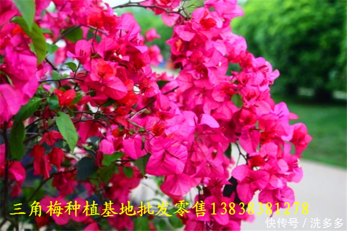 我在海南种三角梅