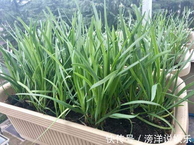 盆栽韭菜怎么养土里加点“料”,叶子宽又绿,采收一茬又一茬