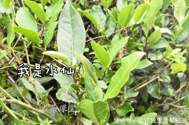 大红袍|武夷岩茶秘辛,三百多年的母树大红袍,为什么长不成参天大树