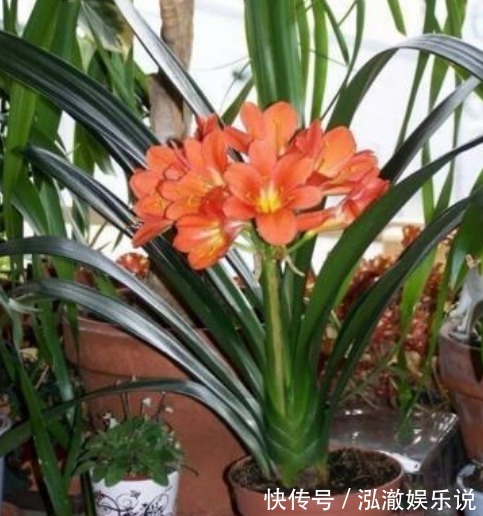 ”4种花“养卧室,空气清新,夜间释放氧气,改善睡眠质量!