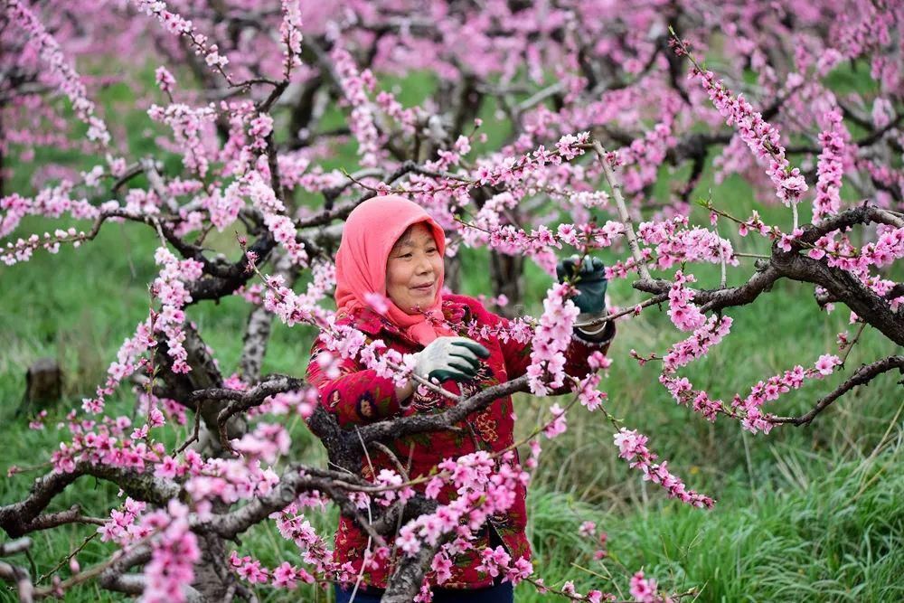 太美了！2021年铜山最新赏花地图出炉！竟有这些地方可以游玩儿…