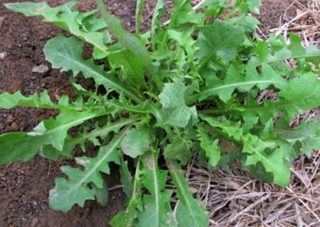 野草|乡村常见的4种野草,还是清热解毒、利尿消肿的好帮手,值得一看