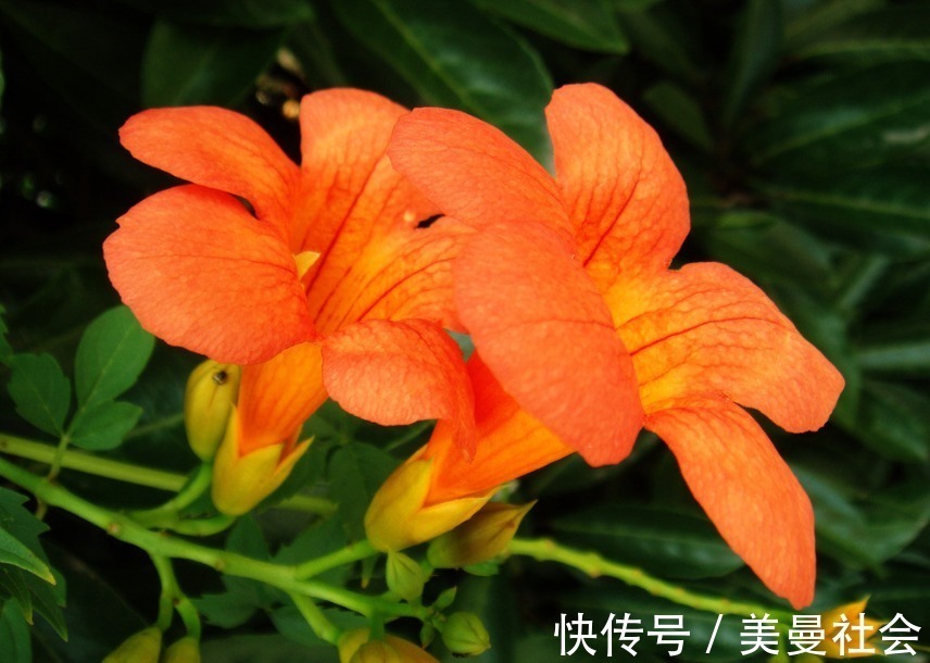 背叛|离婚了就不会复婚的3个生肖女,不会原谅背叛,不会复婚