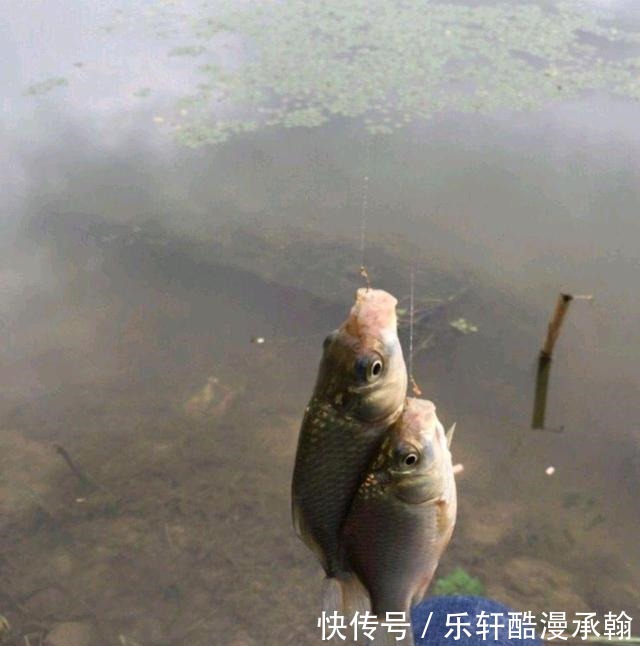 冬钓鲫鱼,越钓鱼越小再不改变钓法,就离停口不远了