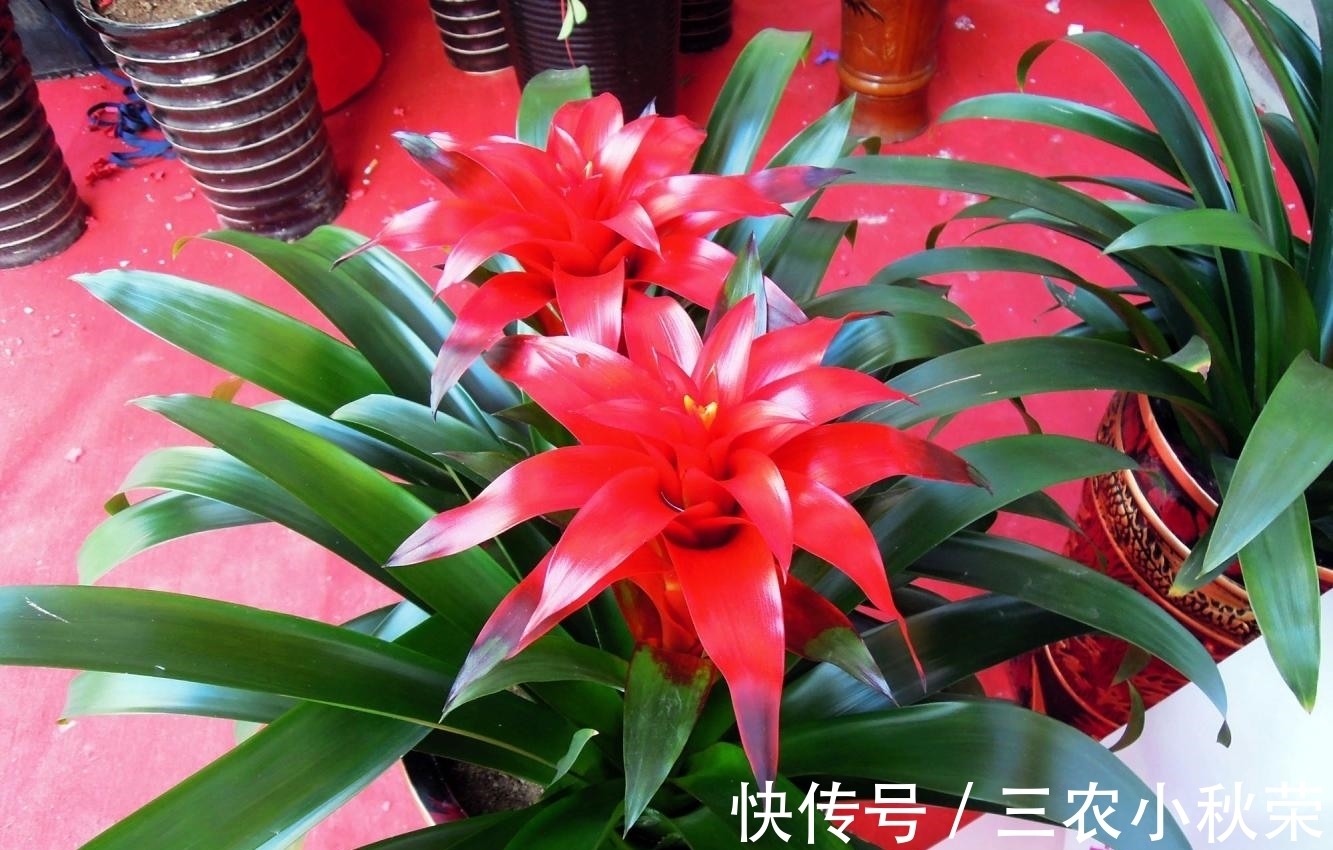 有机肥|鸿运当头只有这么养, 花才能长的鲜艳, 叶片长的宽