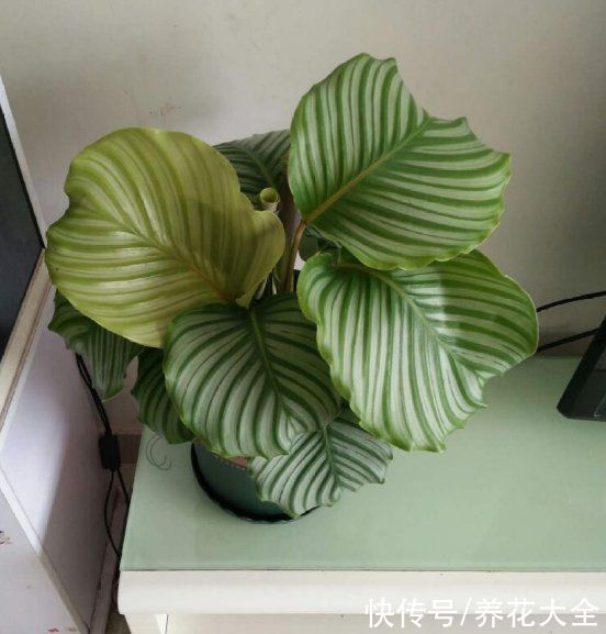 花花|最像青苹果的绿植，这5步做好，打造室内“青苹果乐园”