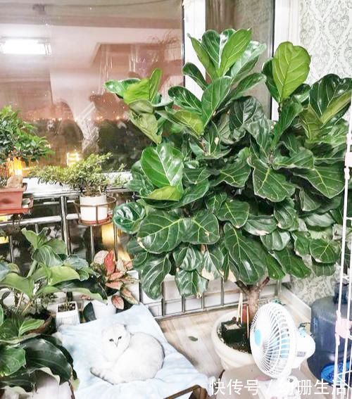 光照|此4种“花卉”耐阴好养，吉祥又漂亮，家里养1盆，四季都能赏