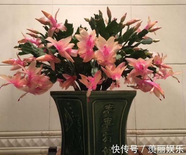 养蟹爪兰,2种“肥料”加盆里,侧芽猛冒长势旺,花苞满枝开不停