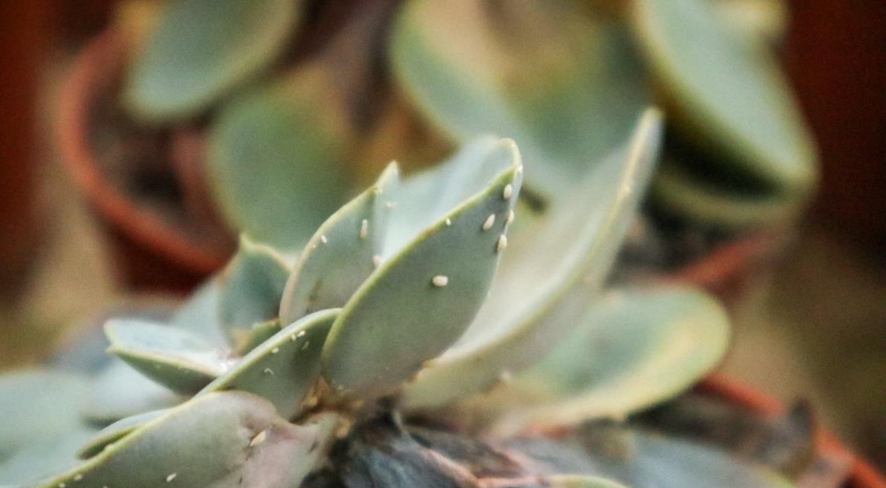 怎么消灭蚧壳虫?用这几种办法,既不会伤害花草又省钱高效