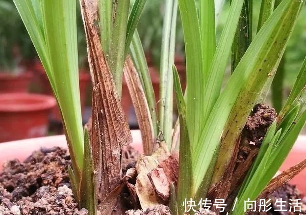 兰花新芽太多怎么办？发几个新芽才最合适？摘芽三要点要记住
