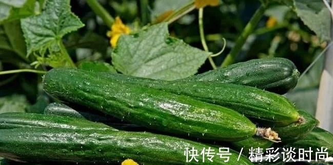西红柿|黄瓜虽好但不能乱吃,吃黄瓜注意2大“禁忌”,吃错就是害自己!
