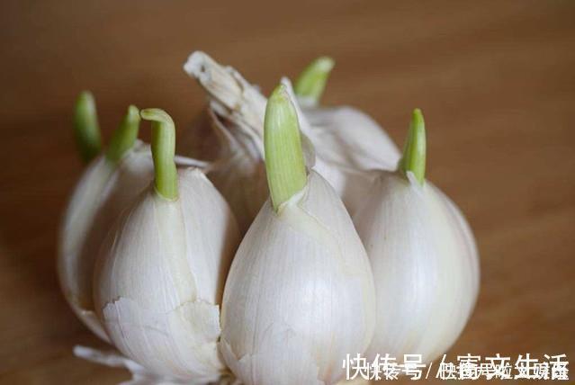 马铃薯|这四种东西发芽后，前三种都是能吃的，最后一种千万不能吃