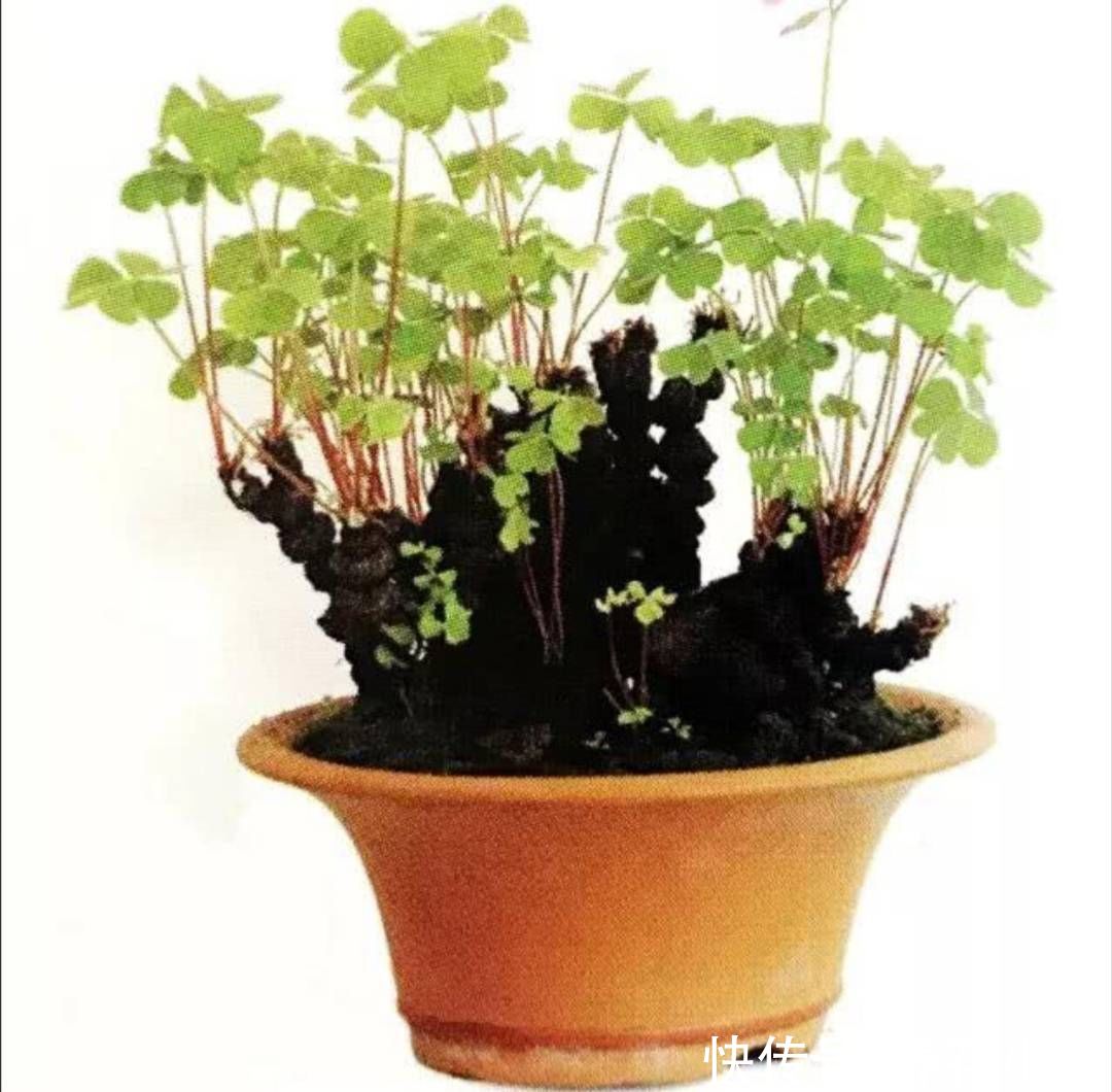 养护|外面遇到5种小植物，带回来做成小盆景，漂亮又美观