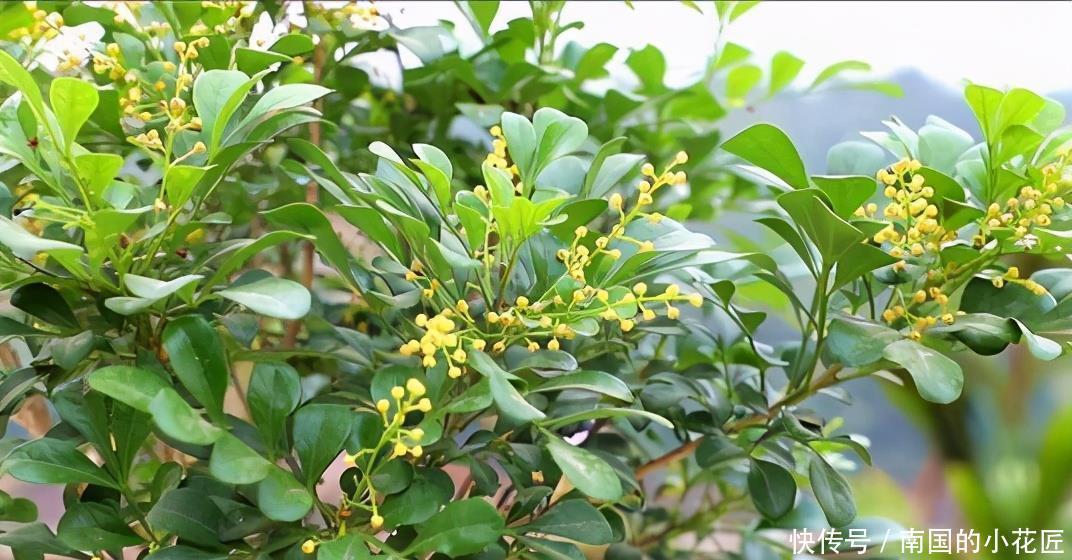 过冬|别看米兰开花小小的,冬天做好这几点,安全过冬开花多