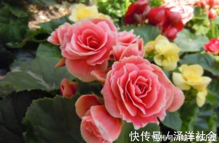 家里必养“4种花”，开花又大又艳，比牡丹美，比绿萝好养！