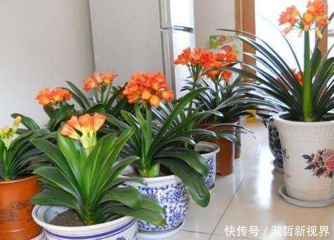 养君子兰,一个“小方法”,叶片整齐又好看,厚实油绿,长爆盆!