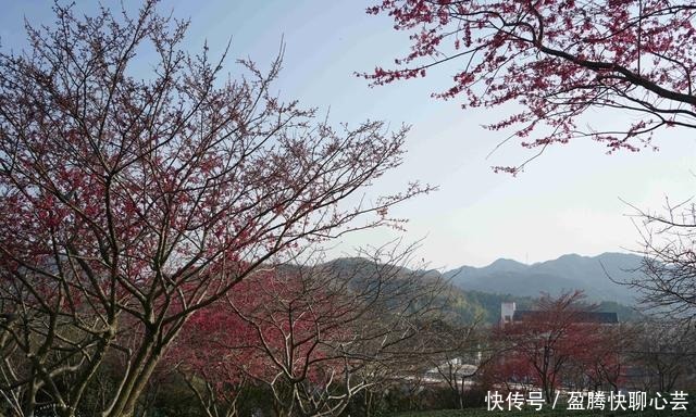 大陆阿里山，藏着中国最美樱花圣地，还登上《世界地理杂志》封面