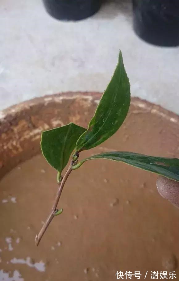 水杨酸|杜鹃茶花插不活,枝条在泥巴里打个滚,大白根呼呼长,新芽猛冒!