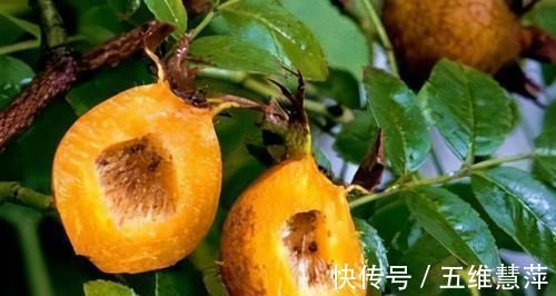 养生食物|想长寿得会“吃”,常吃三种养生食物,清热润肺,排毒养颜