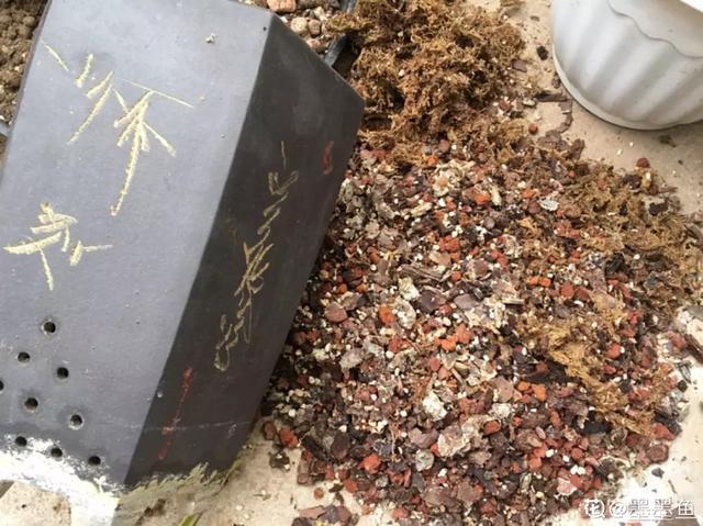 家里养盆虎皮兰，小花盆、挤着养，疯狂开花爆小崽！