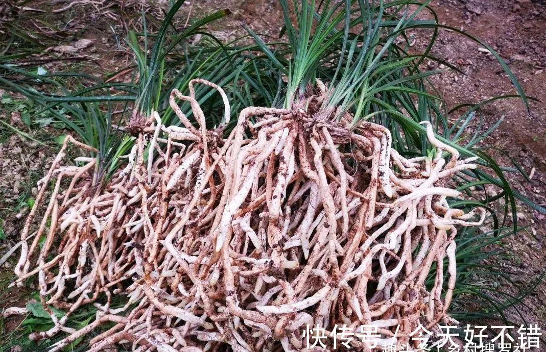 怎样让兰花不烂根?其实并不难,按照本文操作,我的兰花从不烂根