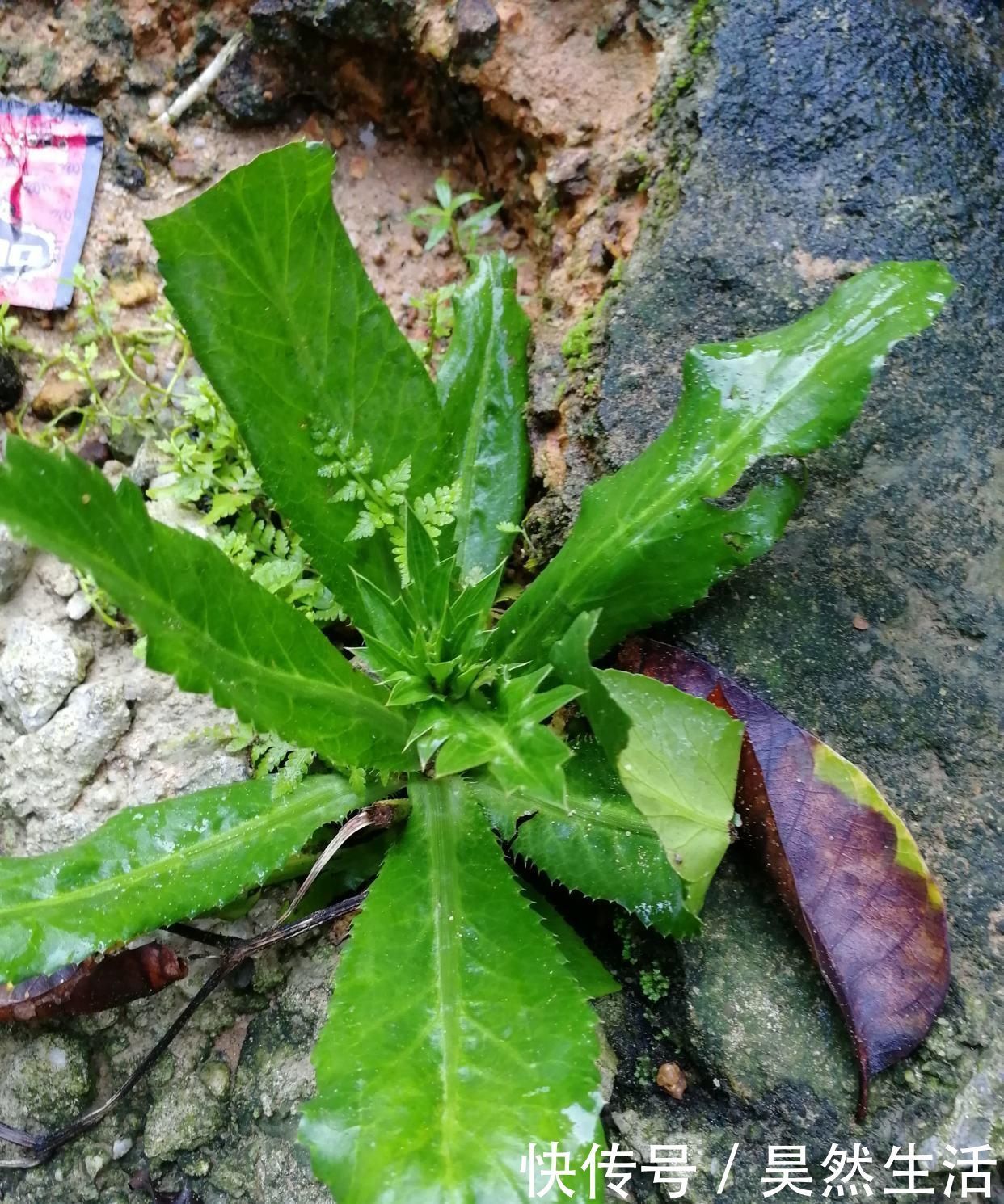植物|此物俗稱“土人參”,屬極品中藥,農村到處是,卻少有人識,可惜
