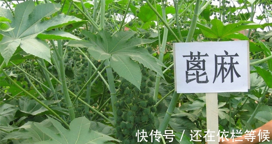毒药|农村常见的蓖麻,却是暗杀界完美毒药,很多人小时候吃过玩过
