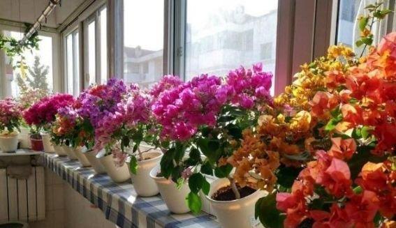 最适合新手养的4种花，沾土就能活，花香四溢飘满屋，美爆了