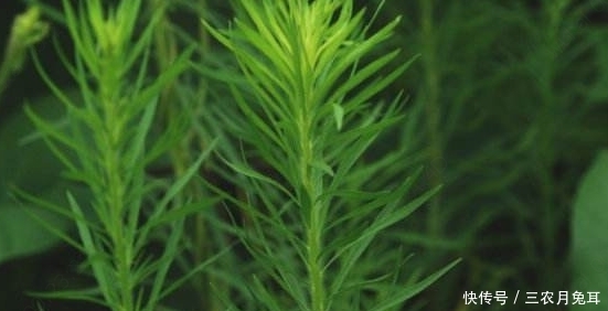 消炎|农村一种野草,常被当成害草,其实能消炎杀菌,加工后50块一斤