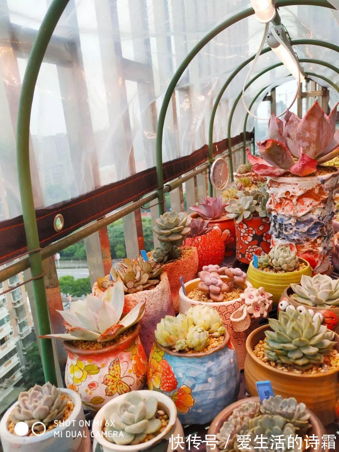 肉友|天一热,别管多肉徒不徒长了,能活下来就不容易!