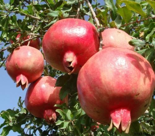 石榴|入冬后,是吃这4种水果的黄金期,价格实惠,营养美味,不吃可惜