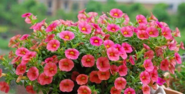 小玲|4种懒人花,越不管长得越好,花开满盆,勤快反而养不好