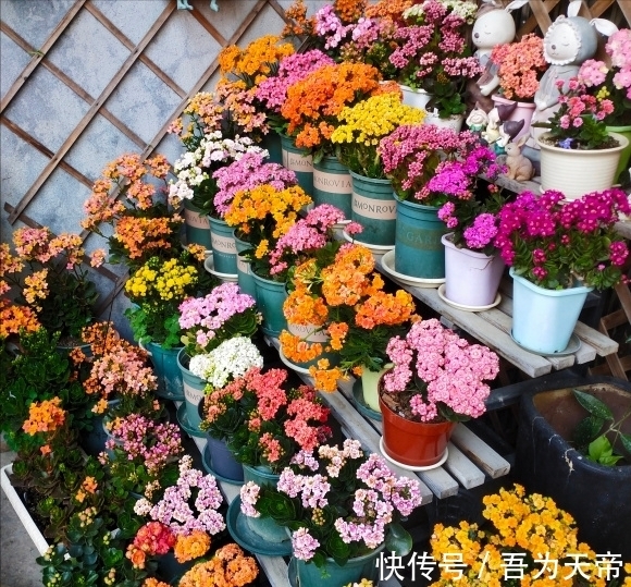 花盆|长寿花有“4喜3怕”,避开小坑,快速开花一大片,太省心了