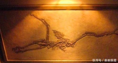 |这些生物的名字是来搞笑的吗？一听就想笑，你听过几个？