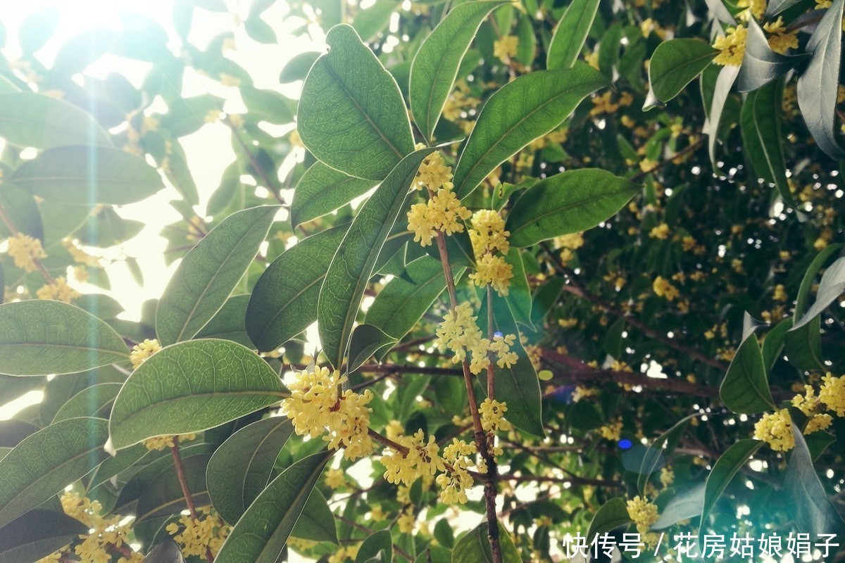 金桂不好养?四步教你养出一盆独一无二的桂花树,花开满枝头