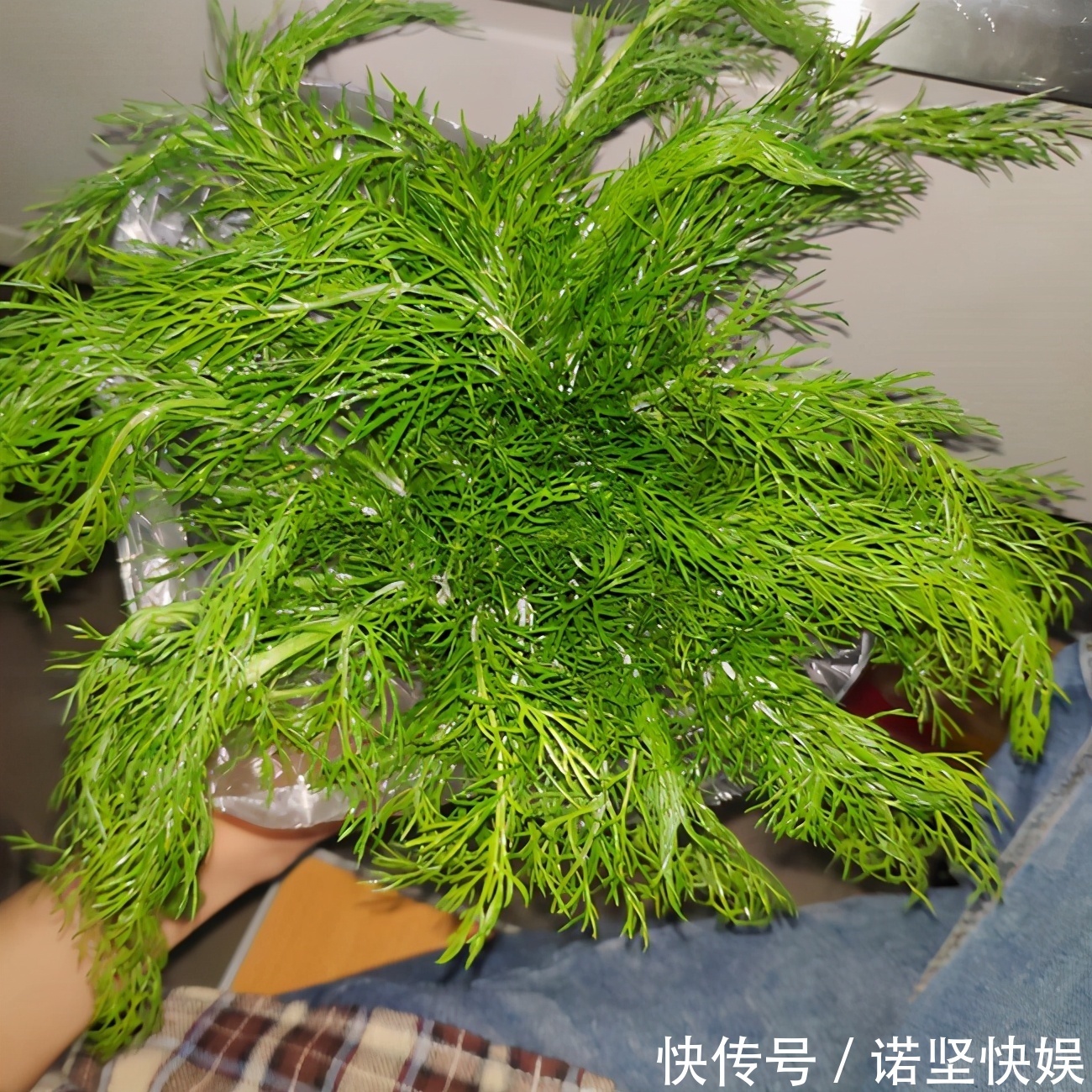 甜椒|盘点5种适合家庭盆栽的蔬菜,可观赏也能食用,一举两得